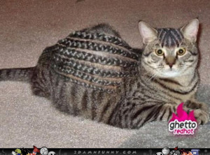Ghetto Cat Mean Fabulous Funny Pics Gifs Videos
