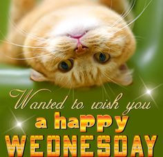 wednesday quotes cute wednesday hump day funny sayings, cat, mothers ...