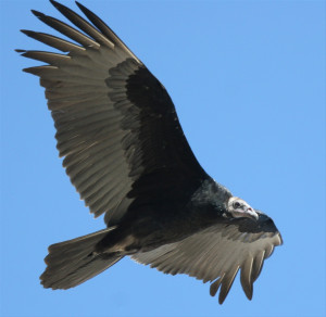 Img Turkey Vulture Picture
