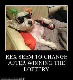 Rex lottery winner.. #dog #humor CHECK YOUR LOTTERY NUMBERS AT! http ...