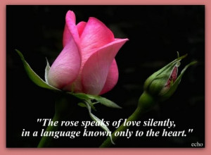 The Rose Speaks Of Love Silently In A Language Known Only To The Heart ...