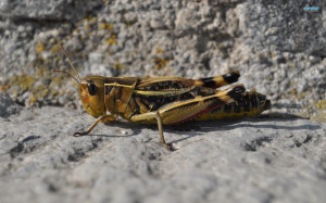 Locust Galaxy Note Wallpapers