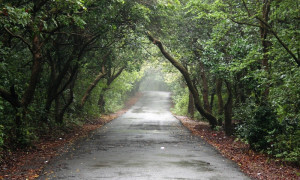 The road ahead - this is something like what I see (actually turning ...