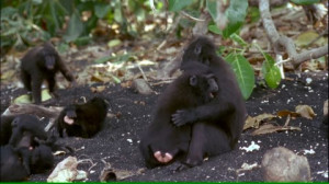 Species Tropical Rainforest Animal Family Tropics Baby Animal