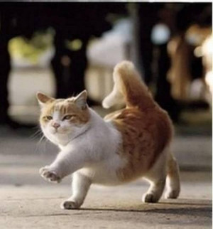 Part 2・NEW】GIFあり・おもしろ猫&犬・おもしろ動物 ...