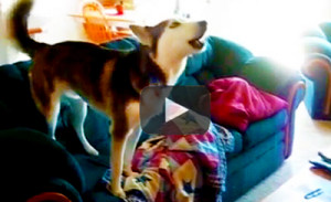 Funny Dog Videos Husky Throwing Temper Tantrum For