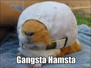 Funny Gangster Hamster Joke Picture - Gangsta Hamsta