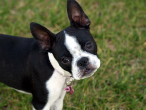 Jadee is the cutest Boston Terrier!