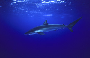 17-15 Silky Shark Daily Inspiration Photography and Quotes