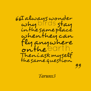 Quotes Picture: i always wonder why birds stay in the same place when ...