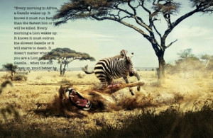 quotes zebras lions 1444x939 wallpaper Mammals lions HD Art HD ...