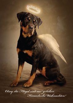 ... dogs rottweilers christmas dogs rottweilers pup rottweilers stuff