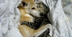 forbidden-love-10-youtube-clips-of-dogs-and-cats-snuggling-d8483e3063 ...