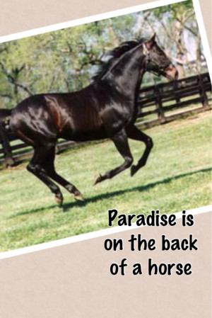 tumblr.com#Horseback Riding #Paradise