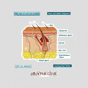 labeled cross section of skin
