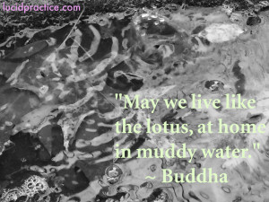 May we live like a lotus, at home in muddy water. Buddha_quote