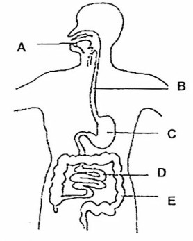 Digestive System No Labels