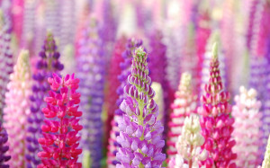 Lupin flowers Wallpapers Pictures Photos Images