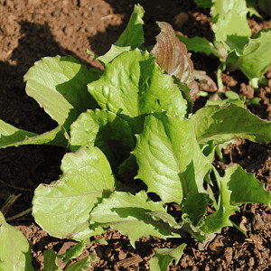 Bath Cos' Lettuce Seeds ( Lactuca sativa cv.)