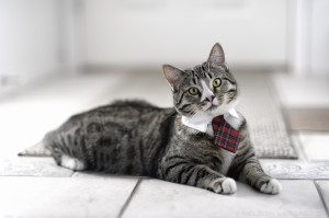 Funny Cat Wearing Tie 2560×1703 Wallpaper