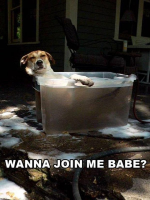 dog taking bath, funny pictures