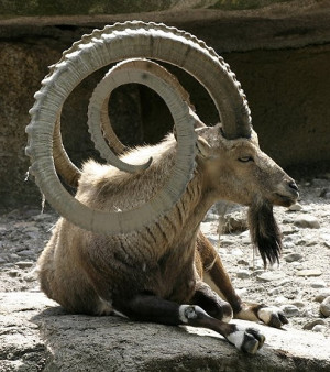 spiraling goat horns