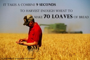 Wheat is grown on more land area worldwide than any other crop and is ...