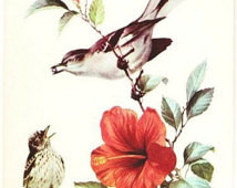 ... Postcard - Mocking bird -- Artist, Roger Tory Peterson (Unused