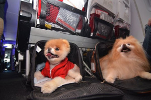 Boo the World's Cutest Dog is Virgin America's official pet liaison ...