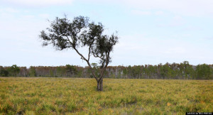 AP Photo/Julie Fletcher)