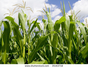 iowa corn fields