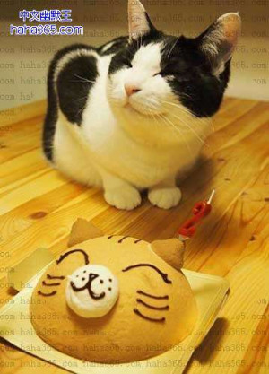 搞笑图片:猫咪，生日快乐！