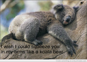 koala_bear-356344.jpg?i