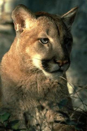 Animals Cougars Wallpaper Baby