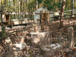 Tree Stumps as Seating