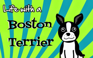 ... terrier let s be clear i don t necessarily live with a boston terrier