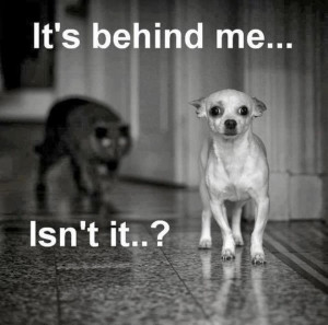 ... funny dogs and cats fighting,funny dogs and cats quotes,funny dogs at