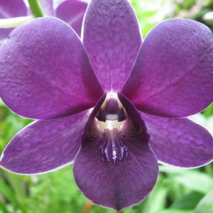 Purple Dendrobium Orchids The purple dendrobium orchid