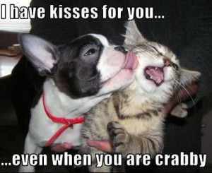 Funny kisses dogs with the cats – Funny love in animals
