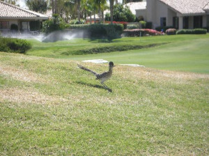 road runners are real!