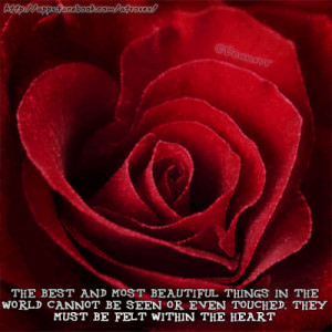 Rose Roses Rosa