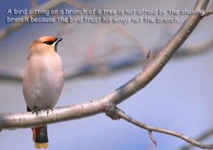 bird sitting on a branch of a tree is not afraid by the shaking ...