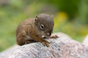Tiny Squirrel Luckily Rescued (12 pics)