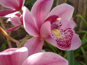 Orchid Meaning - The Symbolism of Orchid FlowersOrchids Mean, Stunning ...