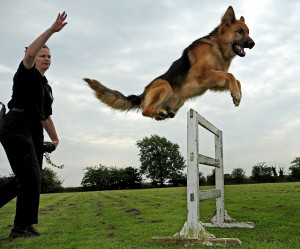 All general purpose police dogs serving within North Yorkshire Police ...