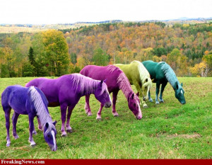 the horse of a different color is a horse that changes colors in the ...