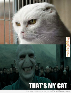 Cat memes – [Voldemort cat]