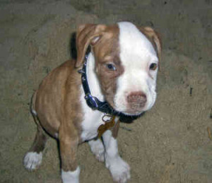 Meadows Kennel American Pit