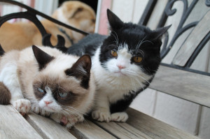Grumpy Cat and Pokey | The Daily Grump | December 17, 2012