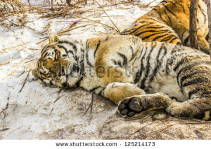 Siberian Tiger sleeping on the snow at the Siberian Tiger Reserve in ...